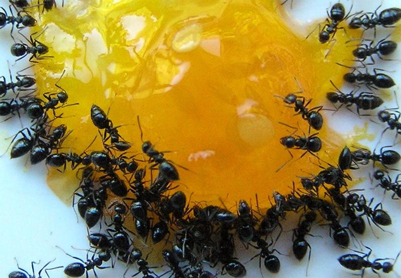 муравьи в деревянной бане